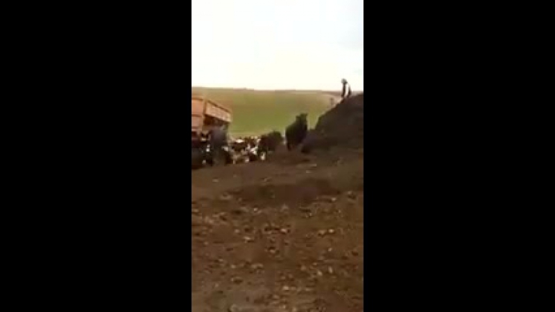 Выгрузка коров в татарстане