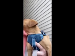 Just a puppеr yawning