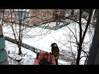 Кошкин телевизор синицы едят с рук