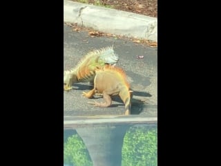 Starbucks parking lot becomes iguanas' battleground