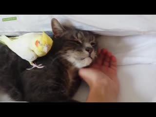 Не трогай мою киску