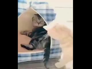 Awesome pets 20200531 010032 0 mp4