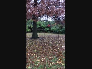 Псина упорно добивается своего