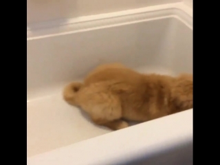 Bath time zoomies