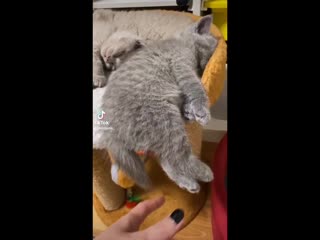 Сладко спят котятки