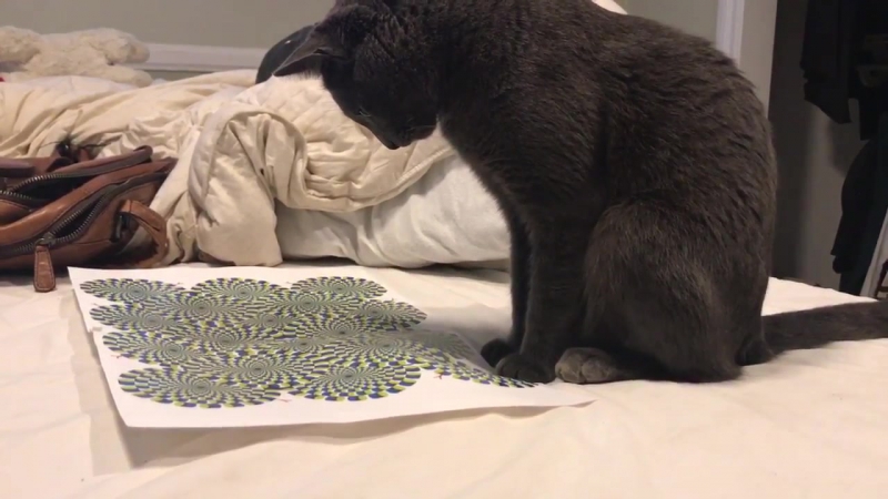 Кота вывела из себя оптическая иллюзия (vhs video)