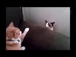 Prikoli s kotami topovaya podborka 2016 smeshnie koti i koshki 2016 funny cats compilation 2016