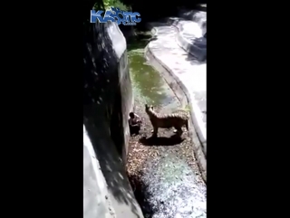 Raw video of man who fell into delhi white tiger enclosure and was eaten