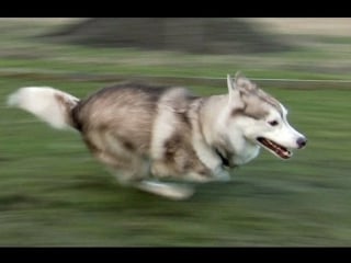 Fast running siberian husky “ shasta “ from sweden