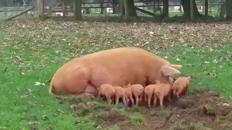 Как летают свиньи