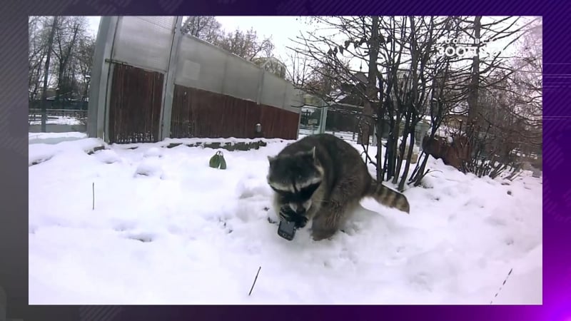 Банда енотов орудует в московском зоопарке