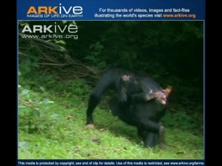 Восточный шимпанзе против павиана (eastern chimpanzee fighting with baboon)