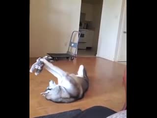 Big woofy playing lift off with his stuffed porn!