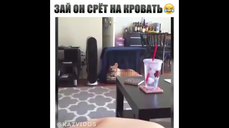 Срет porn video – Заяа кот срет на кровать
