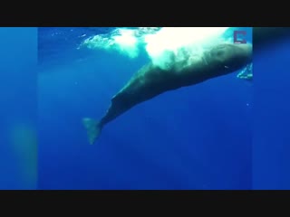 Sperm whale mimics diver's spinning