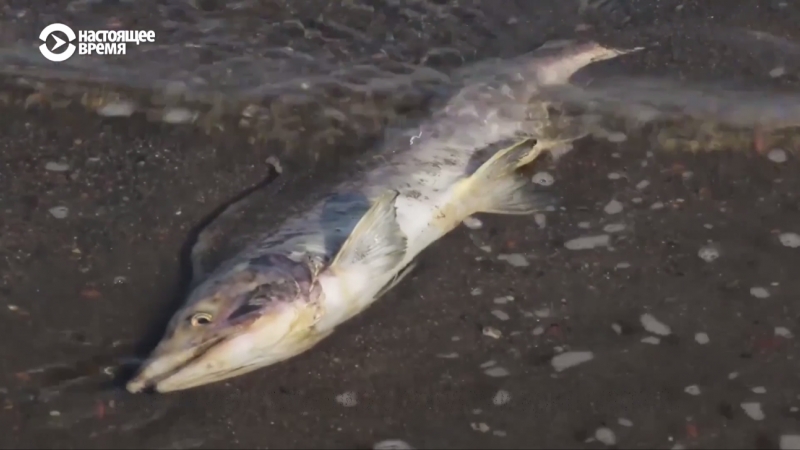 Гниющая рыба на камчатке что произошло?