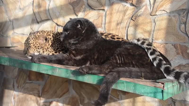 Молодые леопарды тайгана