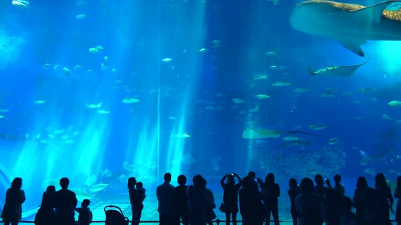 Океанариум тюрауми