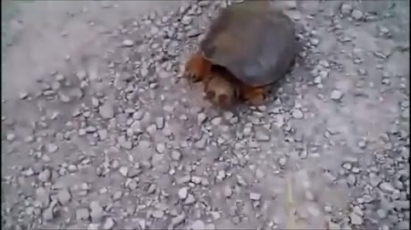 Ути пути, какая черепашка