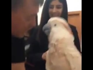 Поцелуй попугая или как попугай боится щекотки