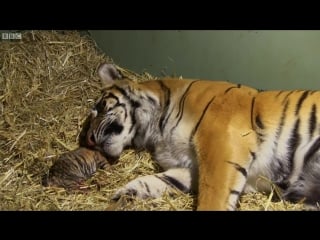 Birth of twin tiger cubs tigers about the house bbc