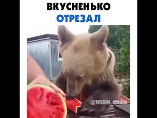 Сёма любит арбузики 😁