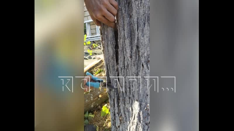 Липовое дело за срубленную липу жителя выксы хотят посадить на 18 года