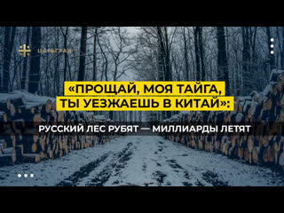 «прощай, моя тайга, ты уезжаешь в китай» русский лес рубят – миллиарды летят