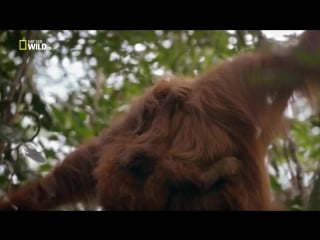Последний рай орангутанов (the last orangutan eden)