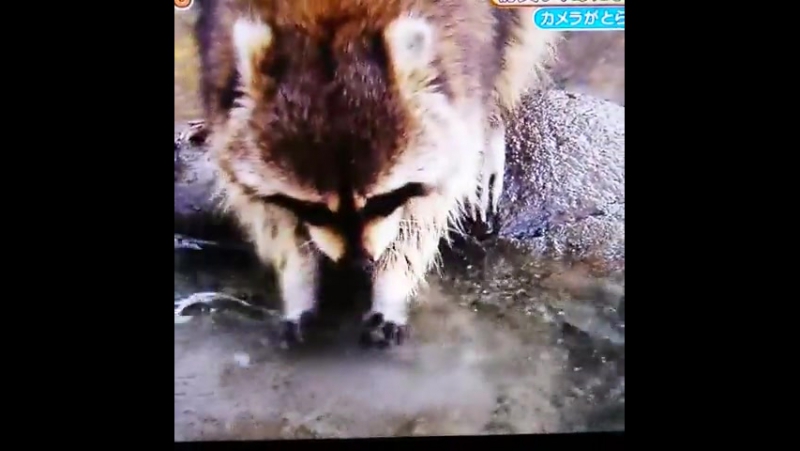 Енот потерял сахарную вату