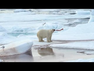 Откусил пенис нарвалу