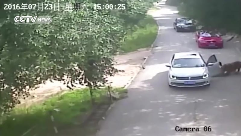 Сибирский (амурский) тигр успешно поохотился на китайцев в бадалине