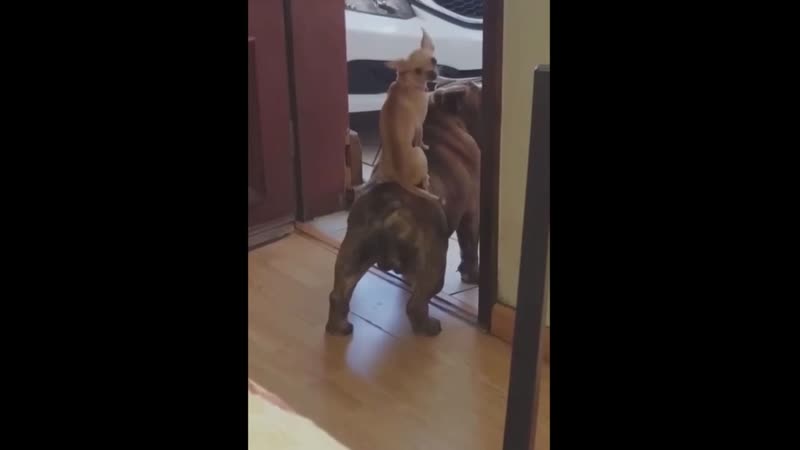 Hе знаю, как их зовут, но я буду звать их tимон и пyмба😏