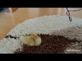 I are cute duckling aww funny baby duck animalmihaifrancu115