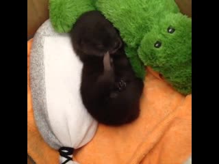 So you want eyebleach, have a sleeping otter