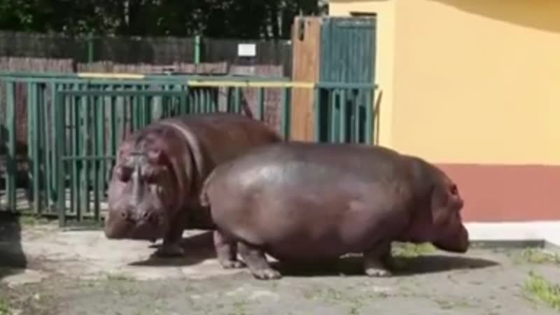 Бегемоты в калининградском зоопарке