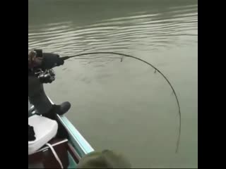 Вываживание огромного сома