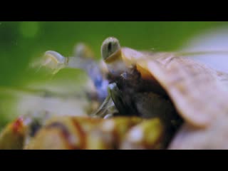 Bbc | a wild year 1of3 the pembrokeshire coast