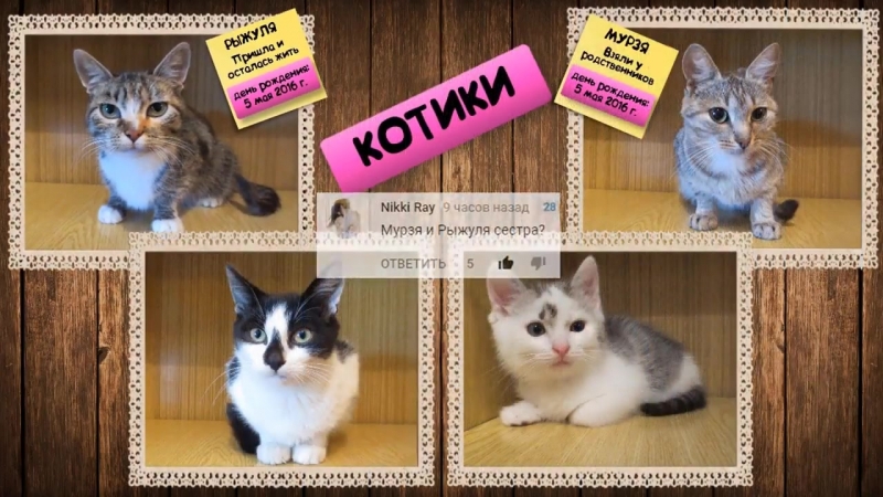 [а ну ка давай ка] кот малыш, котенок мурка, кролик баффи в рубрике вопрос ответ ! а ну ка давай ка показывает лицо !