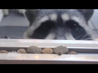 Милые домашние еноты cute pet raccoons niedliche haustier waschbären