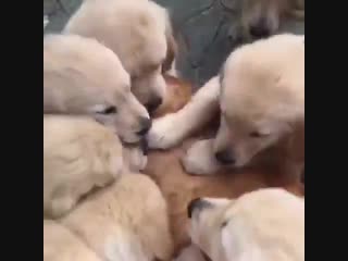 Ласковые песики mp4