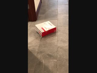 Office kittens, debit and credit, were working hard today!