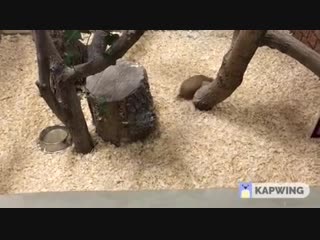 Дрифтер (vhs video)