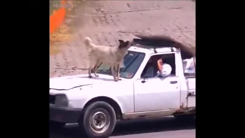 Просто прикольный видосик