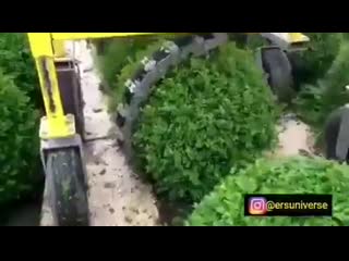 Машина для стрижки кустов шарами