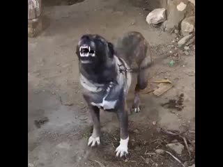 Ira initium insaniae est #235