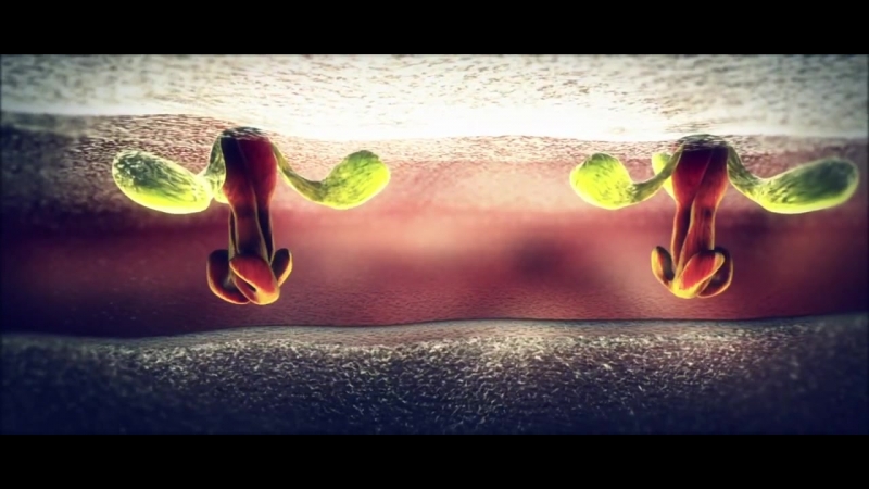 Influenza animation flu virus mechanism