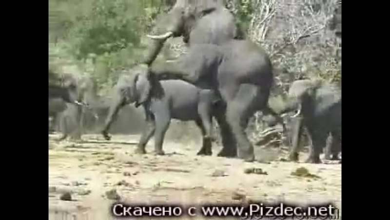 Коллекция спермы от бычачьего слона Петро Жир