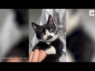 [caters clips] charming cat has moustache and goatee