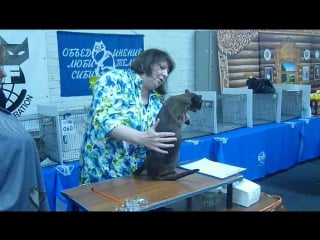 Edelweiss willy wonka на ринге кастратов у эксперта инны шустровой